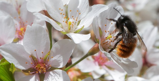 L'ue interdit trois pesticides dangereux pour les abeilles