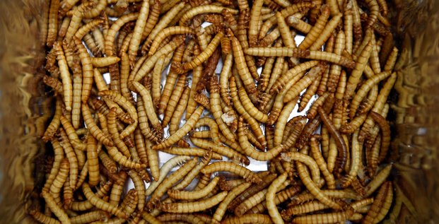 Le specialiste de la production d'insectes ynsect leve 224 millions de dollars