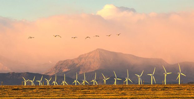 Biodiv-Wind a mis au point une solution pour protéger les oiseaux des pales d'éoliennes
