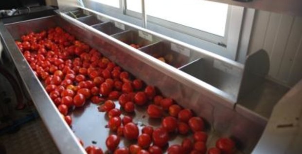 transformation tomate tunisie