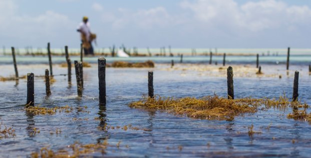 algues aquaculture zanzibar