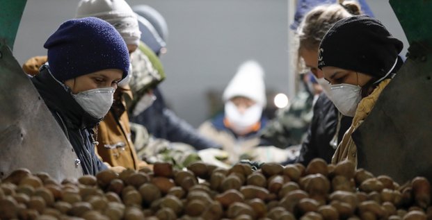 Russie / Coronavirus / Alimentation / Agroalimentaire : des employés, occupés à traiter des pommes de terre, portent des masque