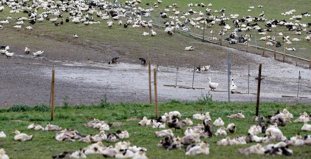 Grippe aviaire: la france prevoit d'abattre 600.000 canards