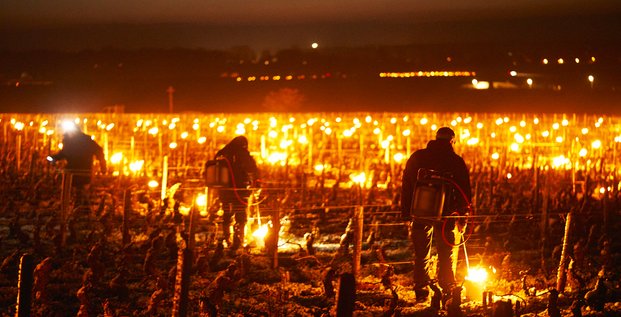 Les vignerons tentent désespérément de sauver leur récolte du gel en allumant des bougies