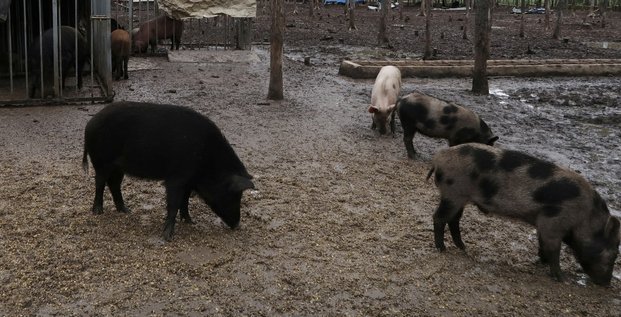 Elevage de cochons en Chine