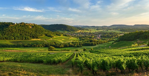 vue sur les vignes depuis Menetru-le-vignoble (Jura)