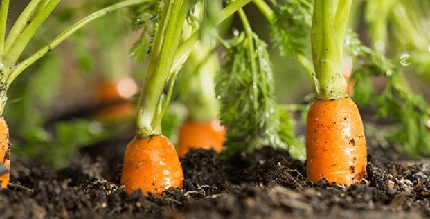 Arterris ambitionne de booster sa diversification dans la production de la carotte