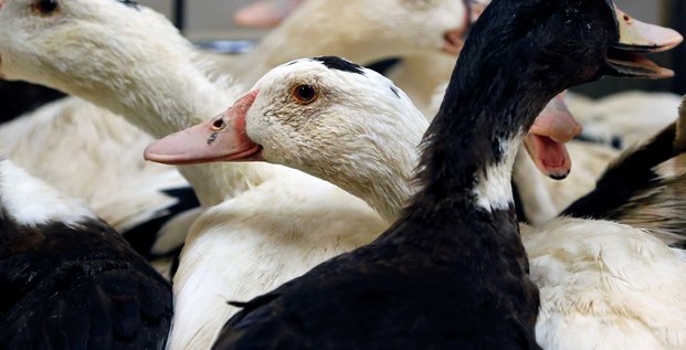 La france passe en risque eleve pour la grippe aviaire