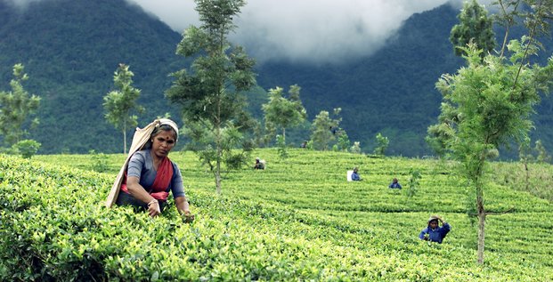Sri Lanka, plantation de thé