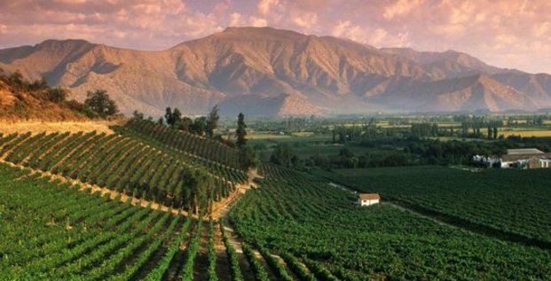 vins vignobles Argentine