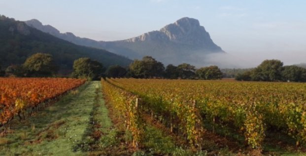 L'appellation du Pic Saint Loup, fleuron viticole de l'Hérault