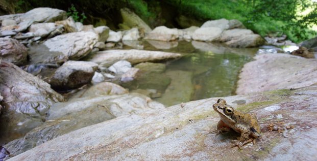 grenouille des Pyrénées biodiversité