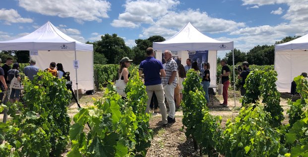 viticulture innovation chateau luchey Halde