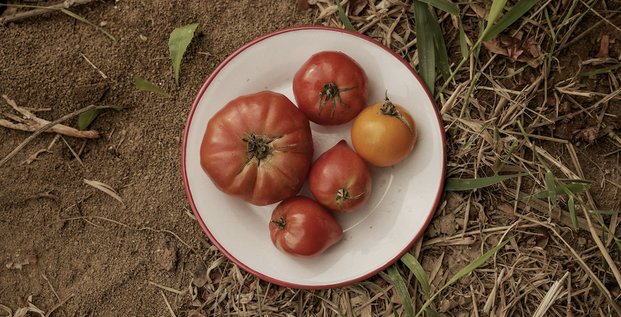 Tomates Provence