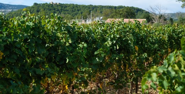 reuse : irrigation des vignes dans l'Aude