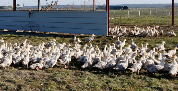 La france passe en risque negligeable pour la grippe aviaire