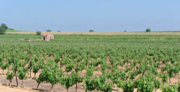 En souffrance du fait de la sécheresse, les vignes dans l'Hérault ont aujourd'hui besoin d'irrigation.