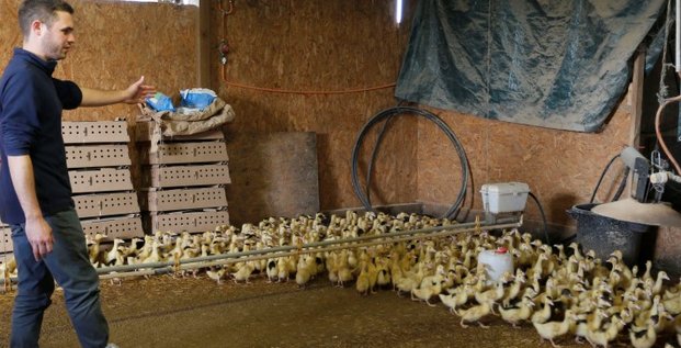 La production de canards et d'oies mise en pause face a la grippe aviaire 