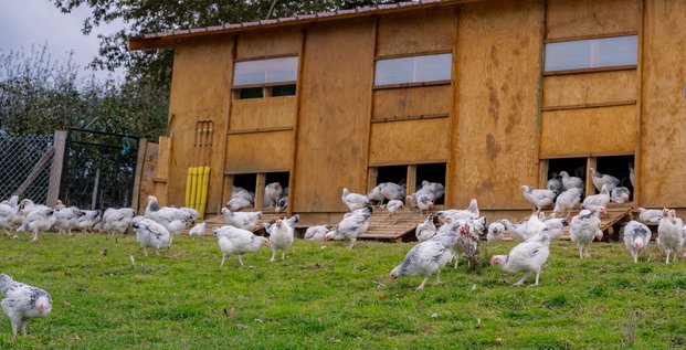 François Périchon, éleveur de poulets du Bourbonnais, dans le sud de l'Allier vend 4.500 volailles par an désormais labellisées par une AOP.