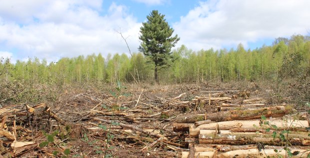 forêt limousin