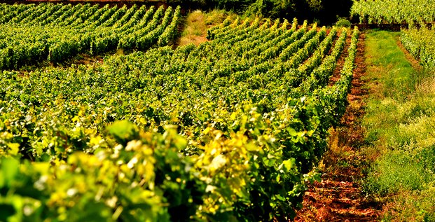 Le Corton Renardes du Domaine Maldant-Pauvelot est un Grand Cru de Bourgogne