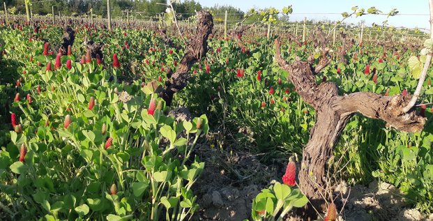 Vignoble des Vins de Loire : Quand l'esthétique du paysage se métamorphose