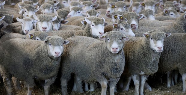 Un troupeau de moutons