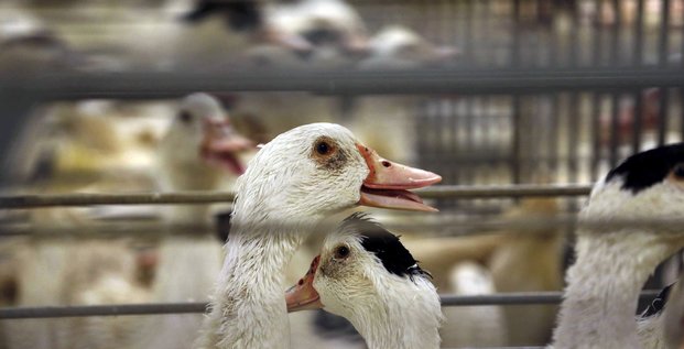 La zone de restriction de grippe aviaire touche dix departements