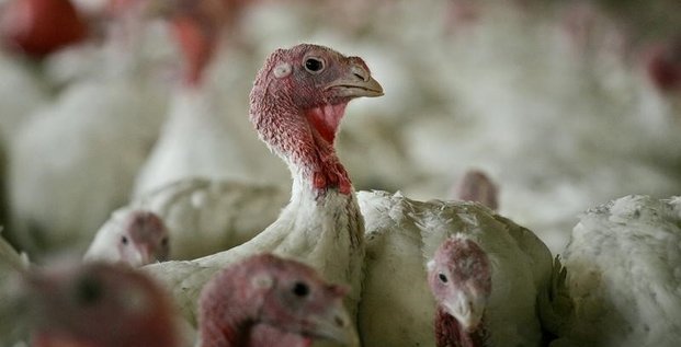 16.000 dindes vont etre abattues a cause de la grippe aviaire en allemagne