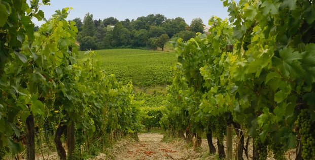 Vignes Château Moya Bordeaux