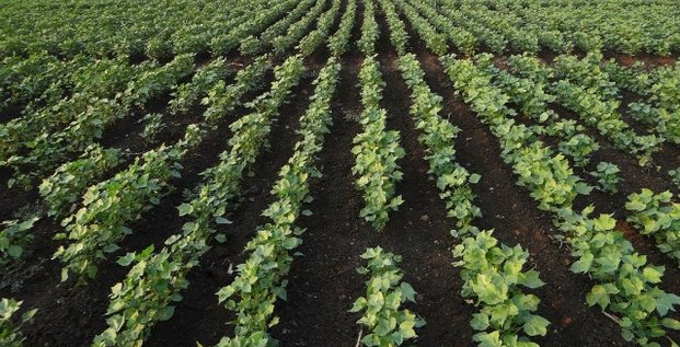 Coton bt agriculture OGM