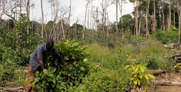 deforestation forêt Côte d'Ivoire Cacao