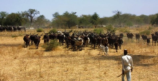 élevage Cameroun pastoralisme