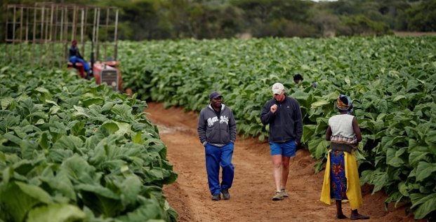 plantation agricole tabac Zimbabwe