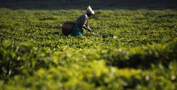 agriculture rwanda