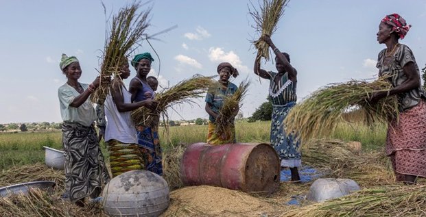 récolte riz agriculture femmes burkina faso