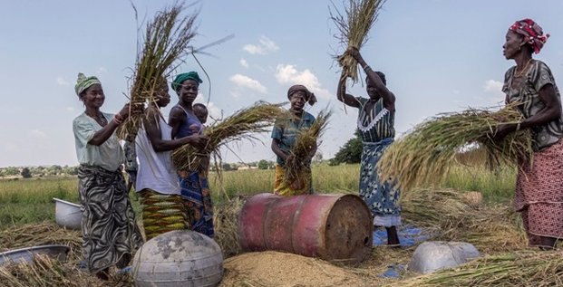 récolte riz agriculture femmes burkina faso