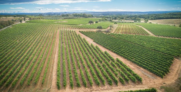 La coopérative exploite 1 800 ha de vignes