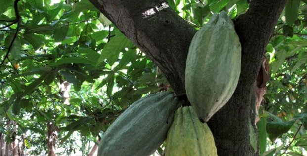 cacao cacaoyer