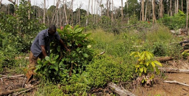 deforestation forêt Côte d'Ivoire Cacao