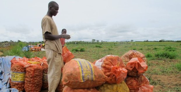 agriculture Guinée FIDA