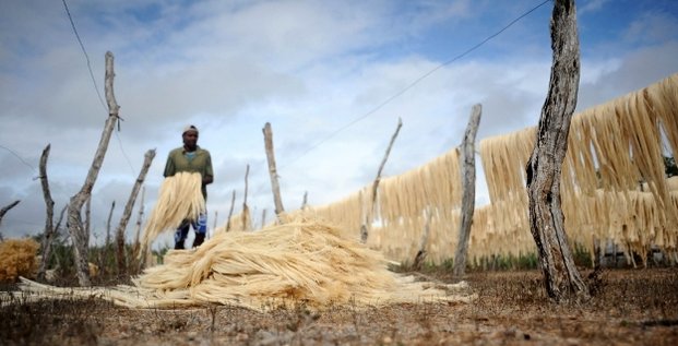 Sisal agriculture