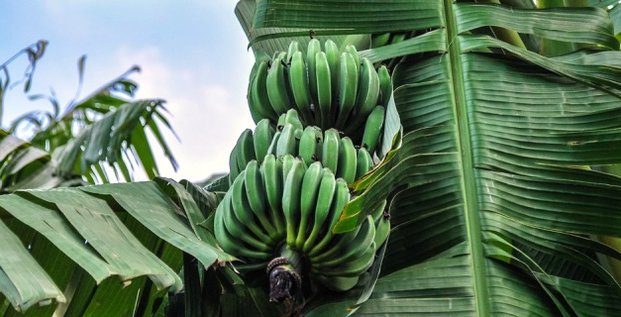 Banane fruiticulture agriculture fruit