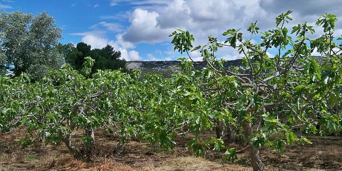 Le Maroc est le 3ème producteur de figues au monde