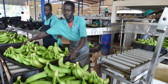 Nouvelles opportunités pour les exportations de bananes vers la Chine