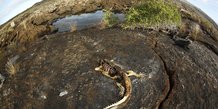 Galapagos, biodiversité, écologie, iguane, extinction espèces menacées, planète, fisheye
