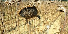 sécheresse, drought fields, France