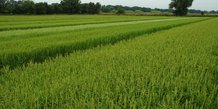 La filière rizicole de Camargue, dont les exploitations sont basées dans le Gard, les Bouches du Rhône et un peu l'Aude, produit 20% de la consommation française de riz.