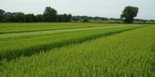 La filière rizicole de Camargue, dont les exploitations sont basées dans le Gard, les Bouches du Rhône et un peu l'Aude, produit 20% de la consommation française de riz.