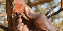 gomme acacia